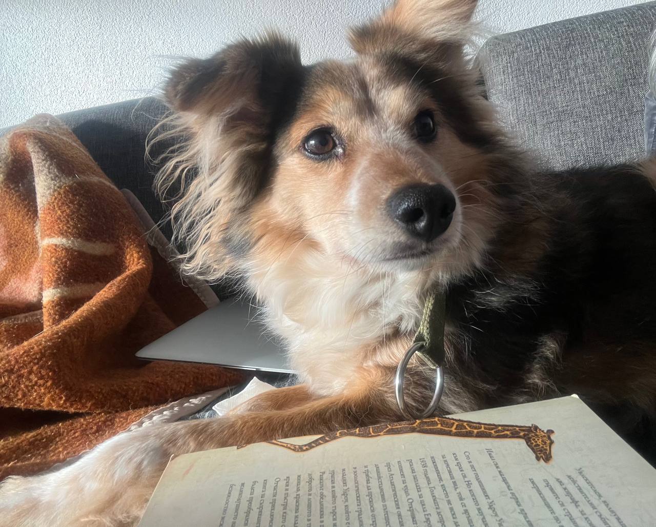 Шаро с книга